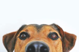 Kopf eines Hundes schaut zum Betrachter